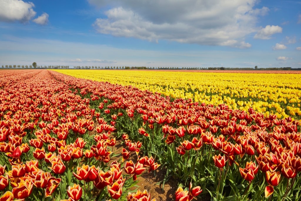 Yellow and red tulips from Tulpenroute