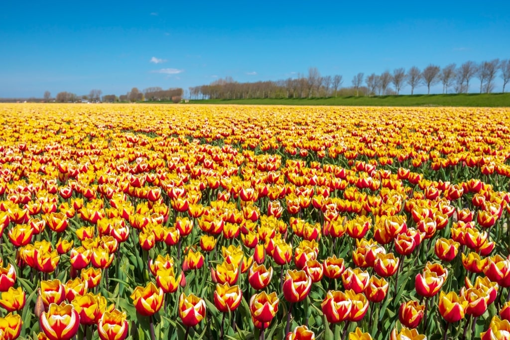 Colorful tulips from Zeeuws-Vlaanderen