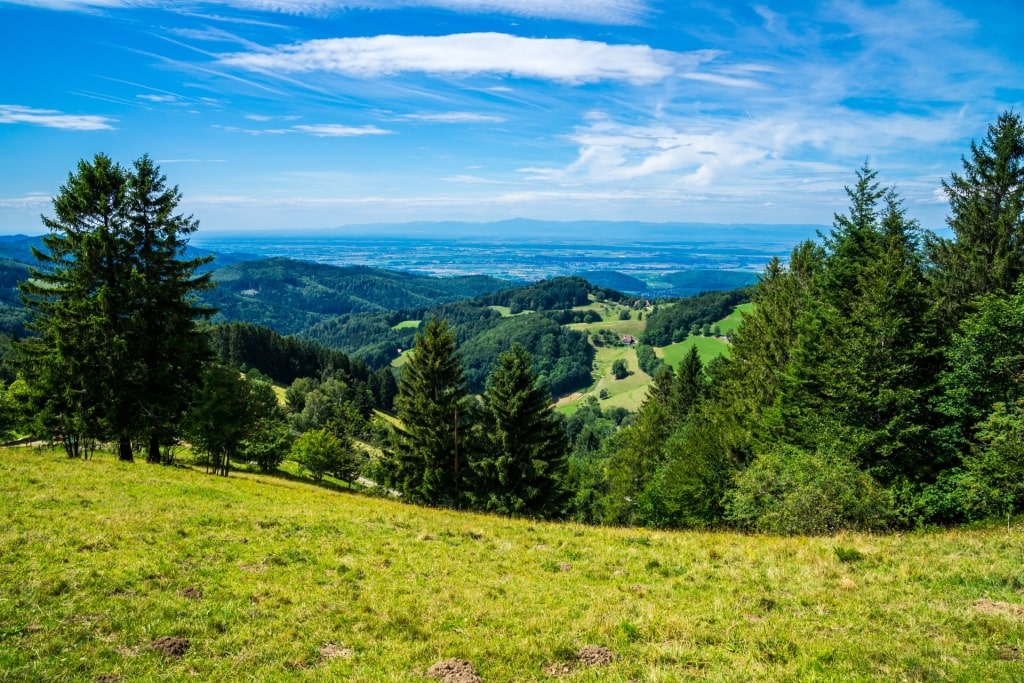 Lush landscape of the Black Forest near Breisach Germany