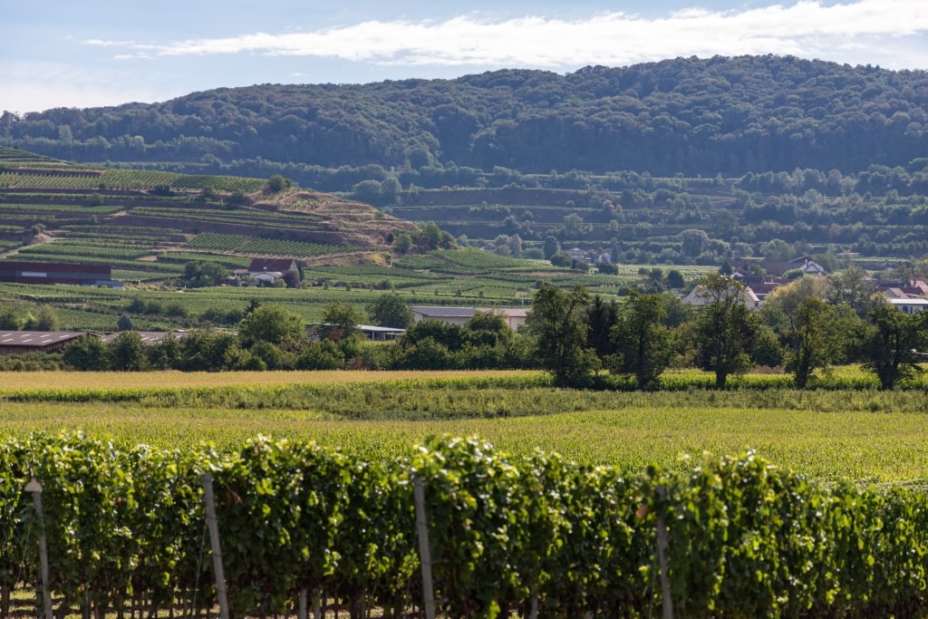 Lush vineyards near Breisach