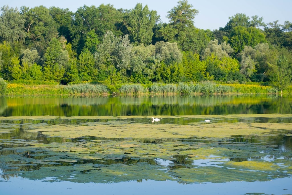 Lush scenery from Taubergiessen Nature Reserve