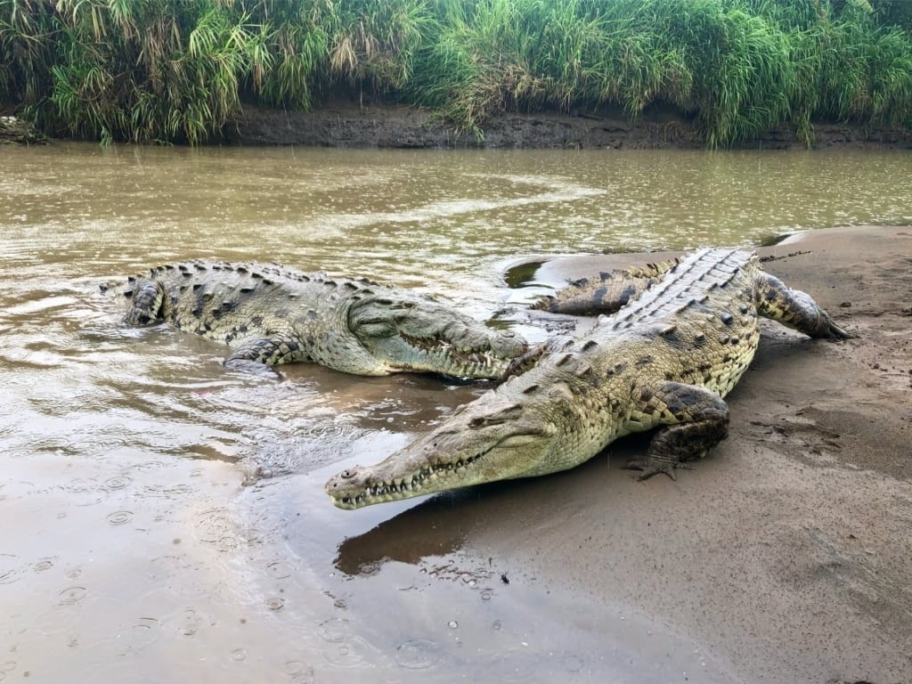 Crocodiles spotted in Tarcoles River, Costa Rica
