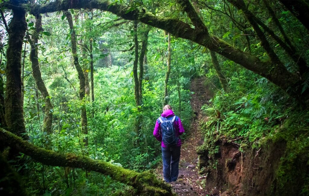 Person hiking in Monteverde Cloud Forest