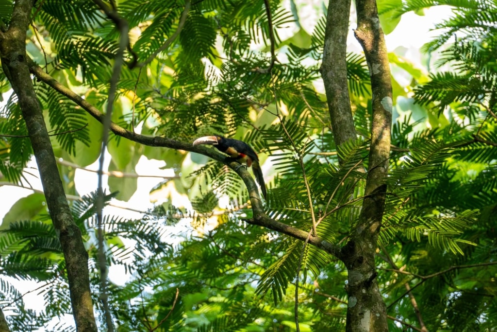 Toucan spotted in Costa Rica