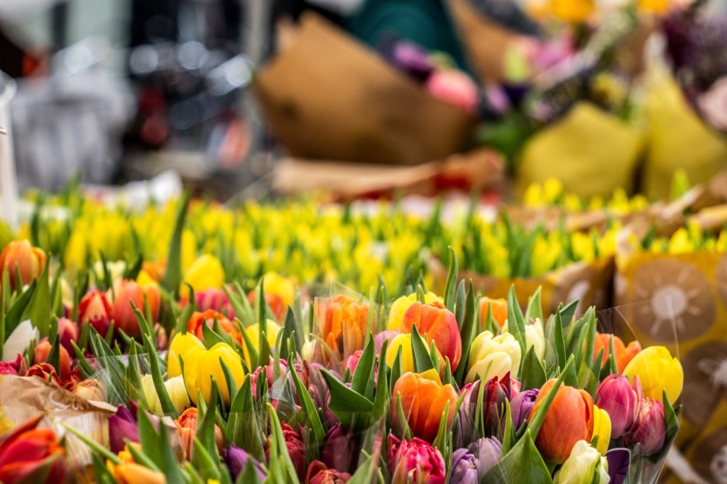 Colorful tulips for sale at De Pijp market in Amsterdam