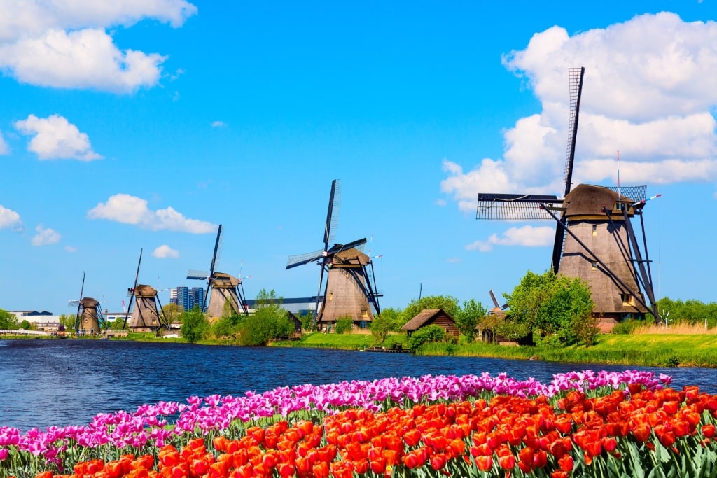 Tulips blooming in Kinderdijk