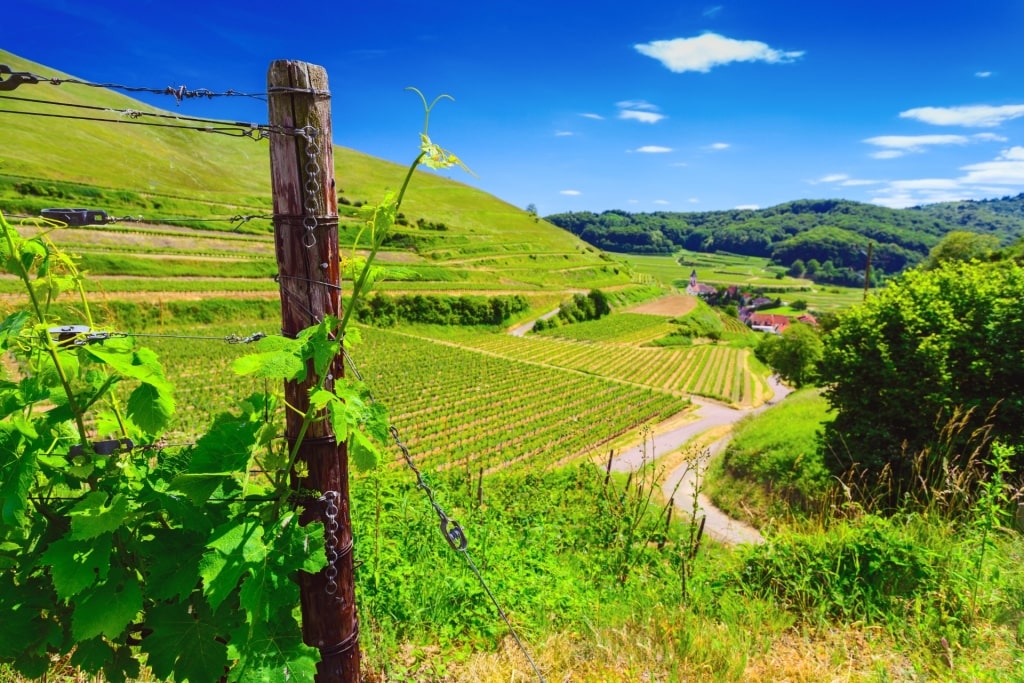 Vineyards in Baden wine region