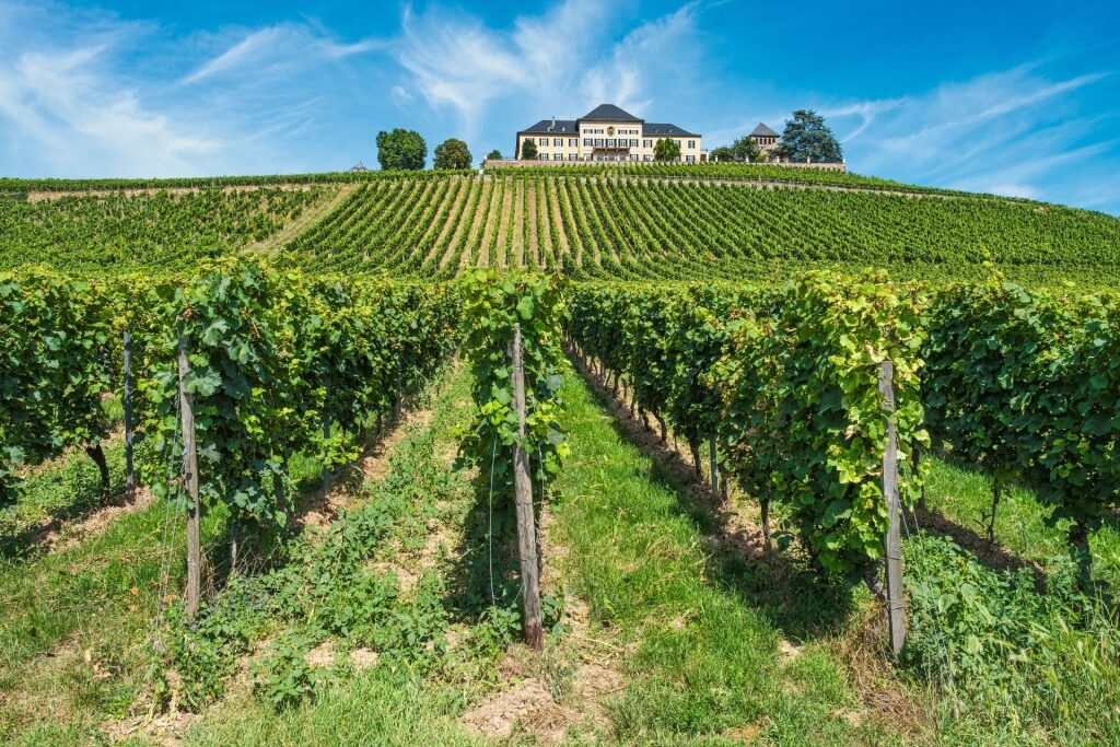 Scenic Rheingau vineyards