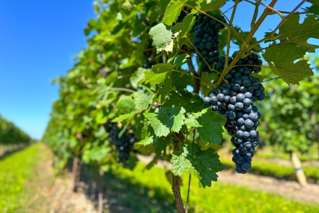 Dark Dornfelder grapes growing on vine