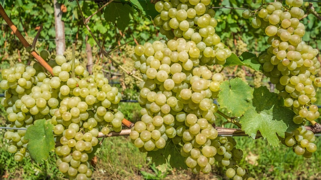 Close-up of Müller-Thurgau grapes