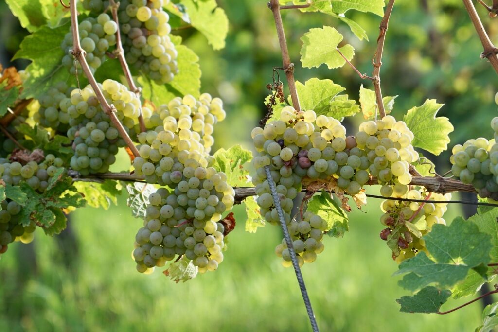 Riesling grapes on the vine