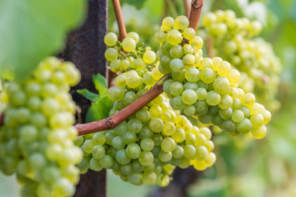 Close-up of Silvaner grapes