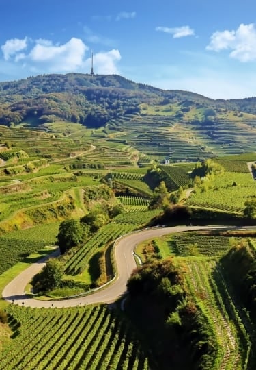 Vineyard-covered slopes of the Kaiserstuhl