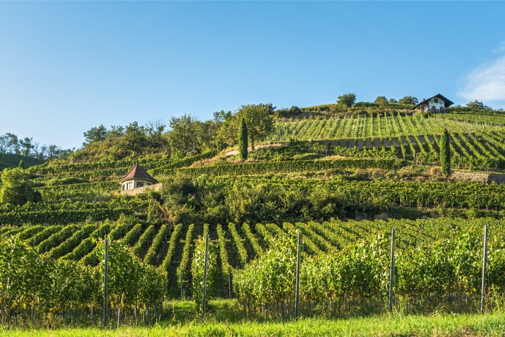 German wine region Baden