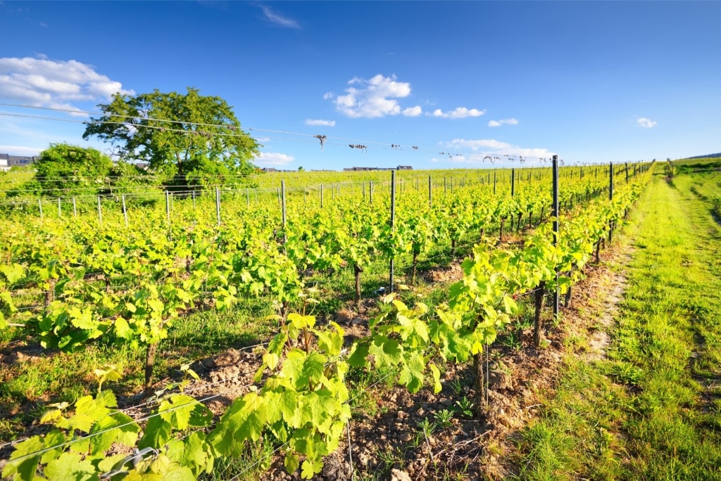 Vineyard landscape in German wine region of Pfalz