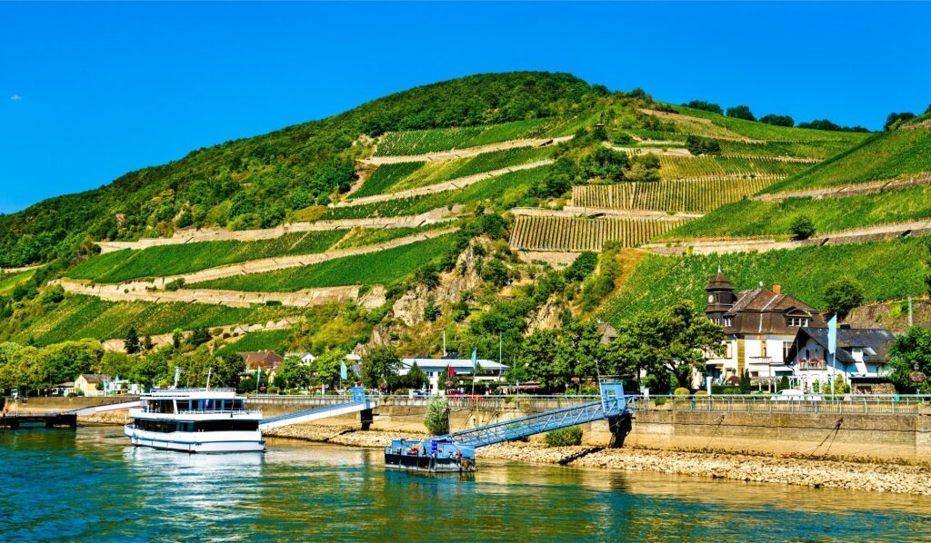 Vineyard landscape in Rüdesheim am Rhein