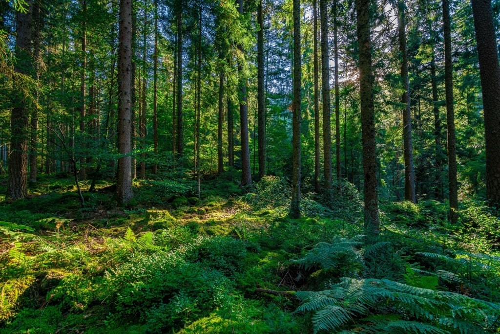Lush trail in Black Forest, near Breisach