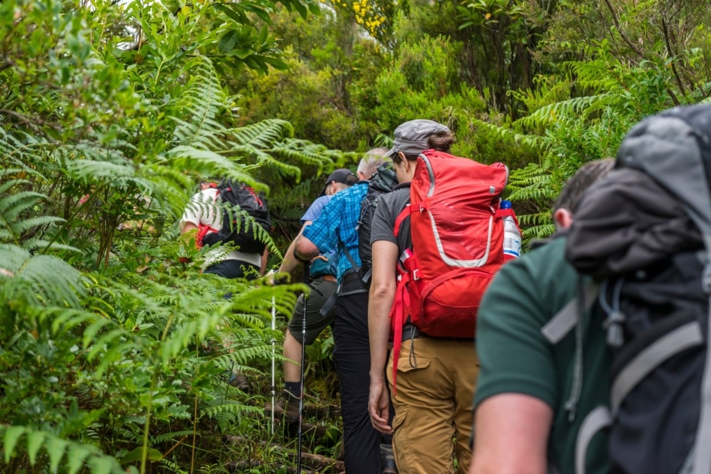 Group of hikers exploring lush rainforest trails in Madeira