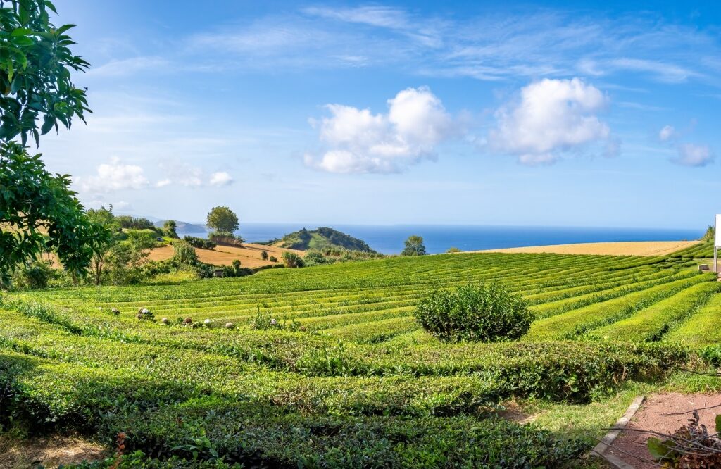 Scenic view of Gorreana tea plantation in São Miguel, Azores