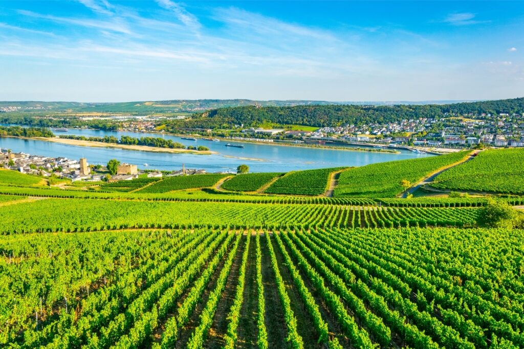 Lush vineyards in Rüdesheim