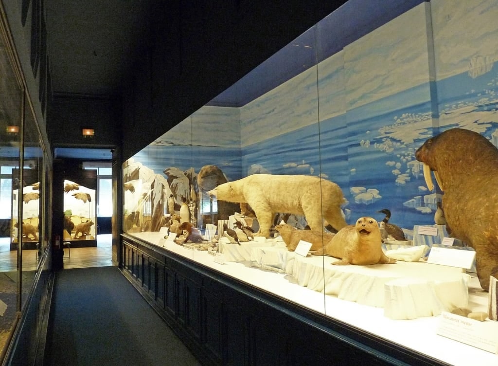 View inside Musée Zoologique