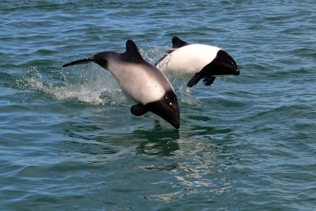 Black-and-white Commerson’s dolphins leaping from the water