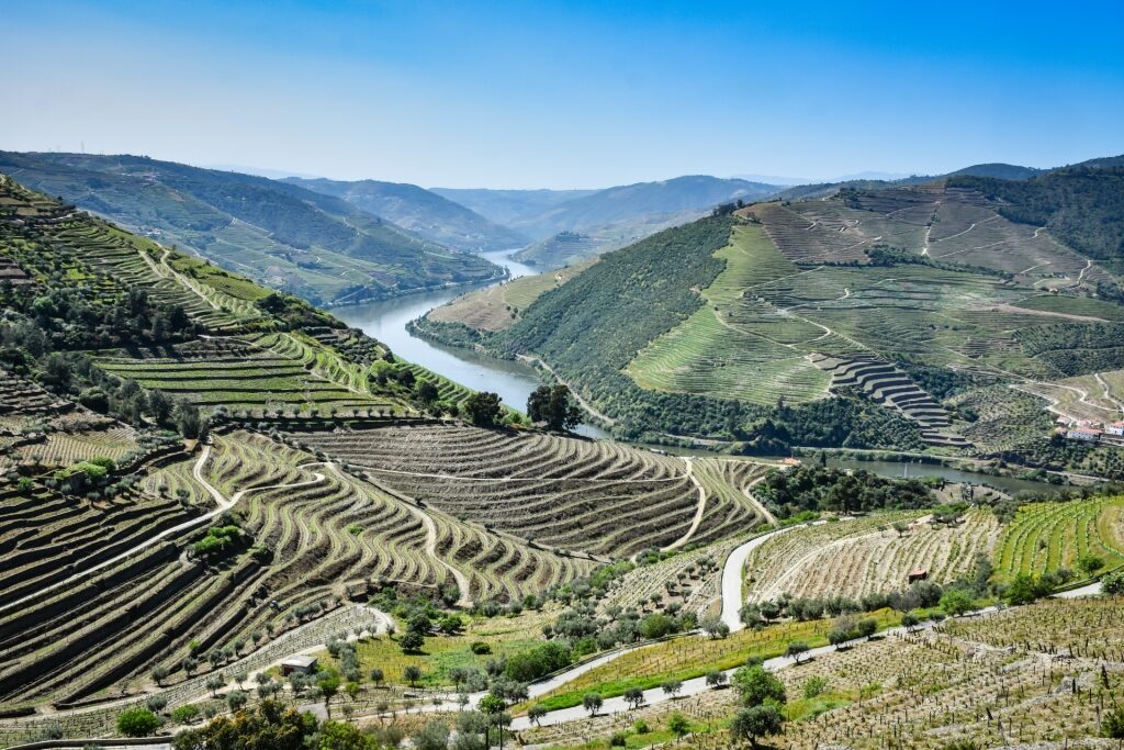 Terraced vineyards along the Douro Valley river in Portugal