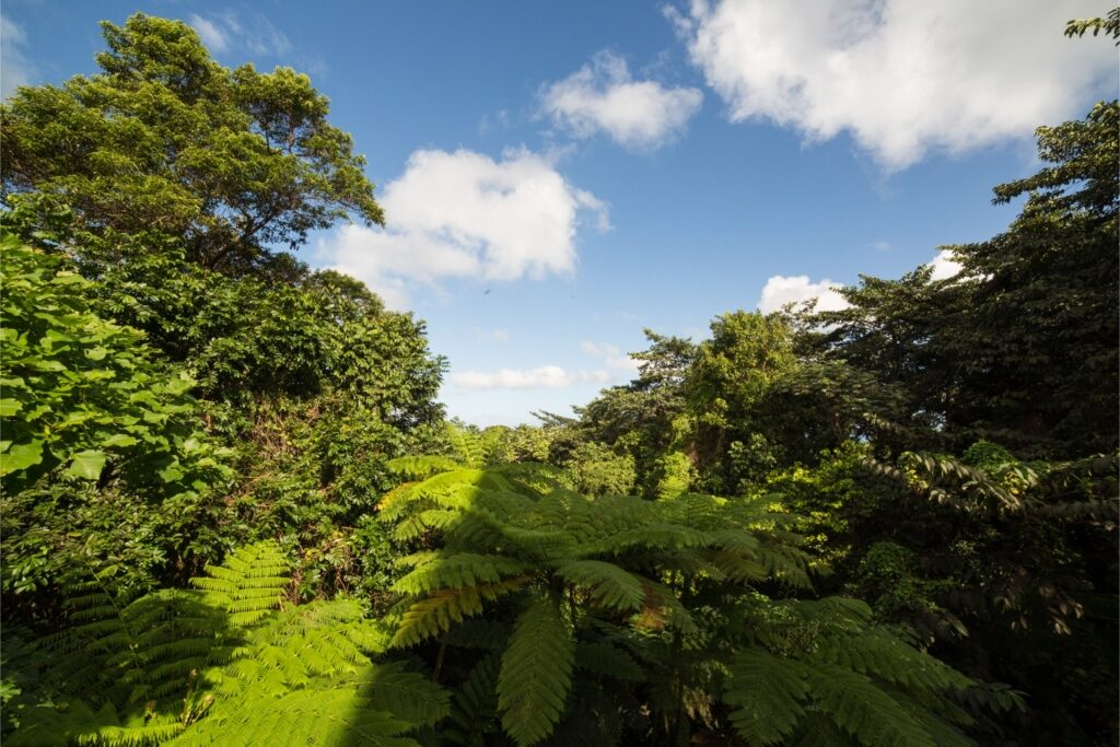 Lush rainforest scenery in El Yunque National Forest, Puerto Rico