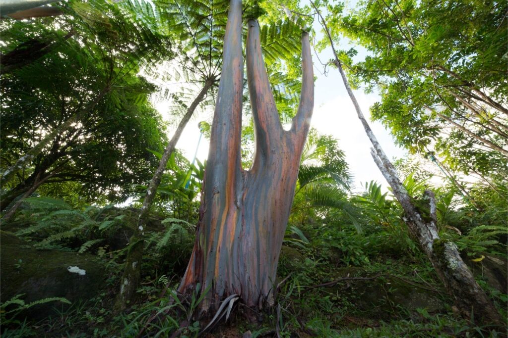 Tall rainforest tree surrounded by dense greenery in El Yunque, Puerto Rico