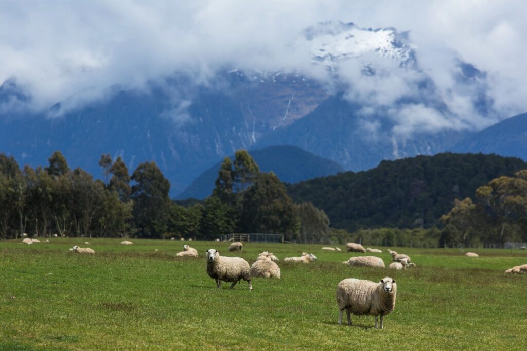 Flock of sheep grazing on green hills in New Zealand countryside