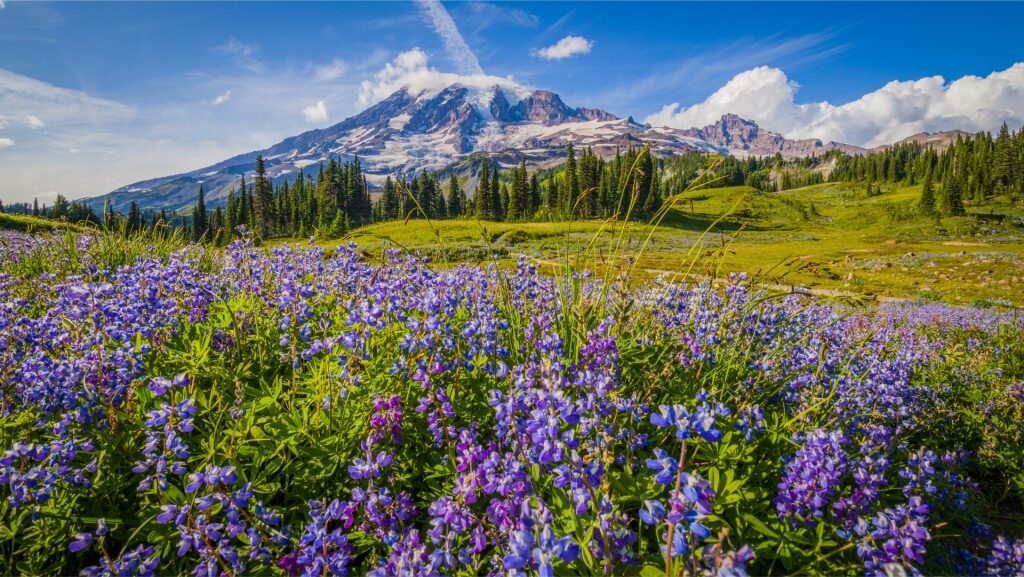 Scenic view of Mount Rainier surrounded by wildflowers in Washington, USA