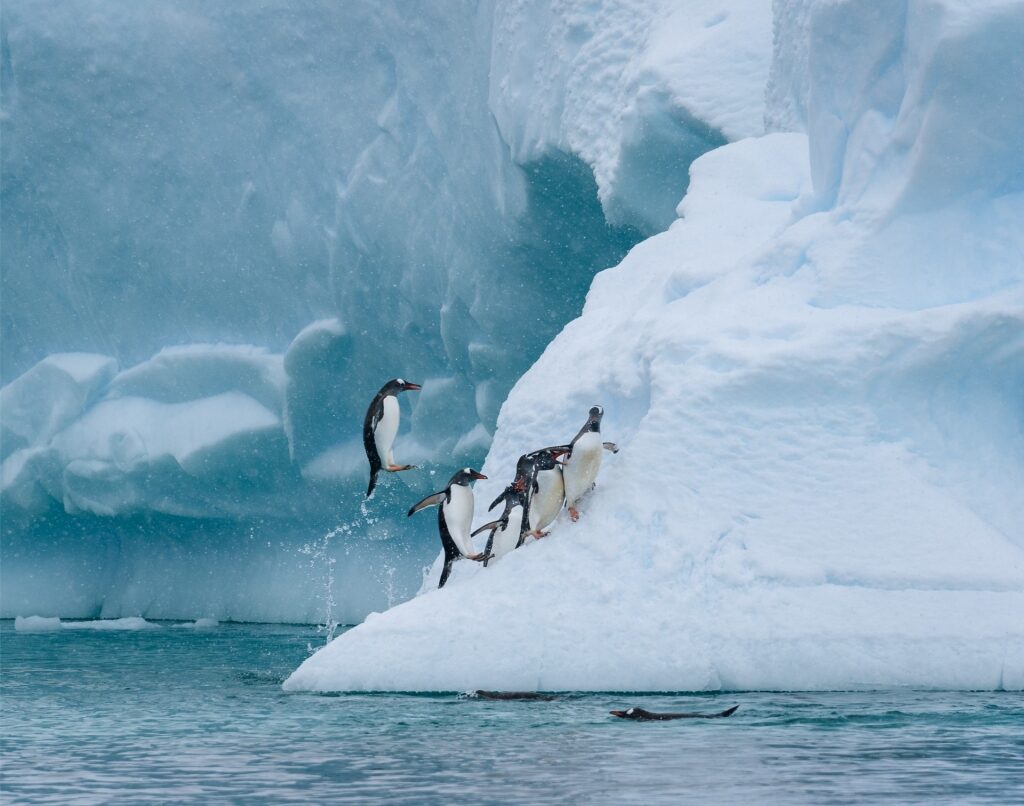 Penguins on rocky shore with Paradise Bay glaciers