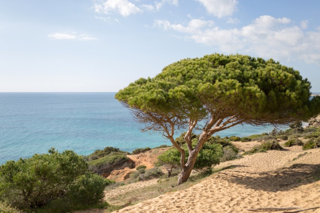 Scenic landscape of La Breña y Marismas del Barbate Natural Park