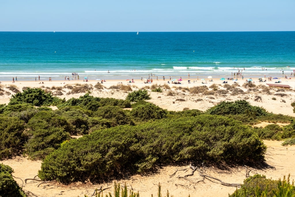 Aerial view of Playa de la Barrosa beach with trees in Chiclana de la Frontera