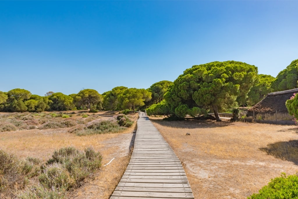 Wooden promenade trail surrounded by trees in Doñana National Park, Spain