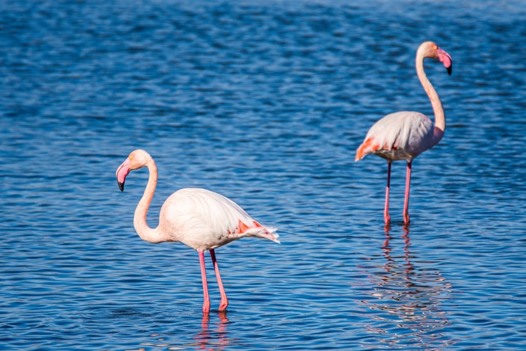 Wild flamingos in shallow water at Doñana National Park