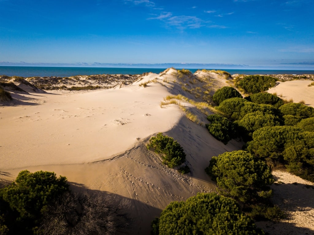 Golden sand dunes with blue sky in Doñana National Park