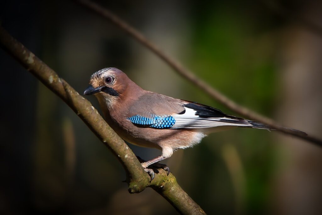 Close-up of a Eurasian jay perched on a tree branch