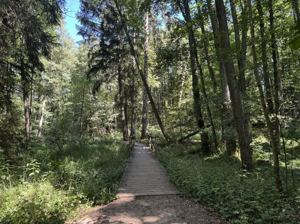 Walking trail through dense trees in Nuremberg Forest