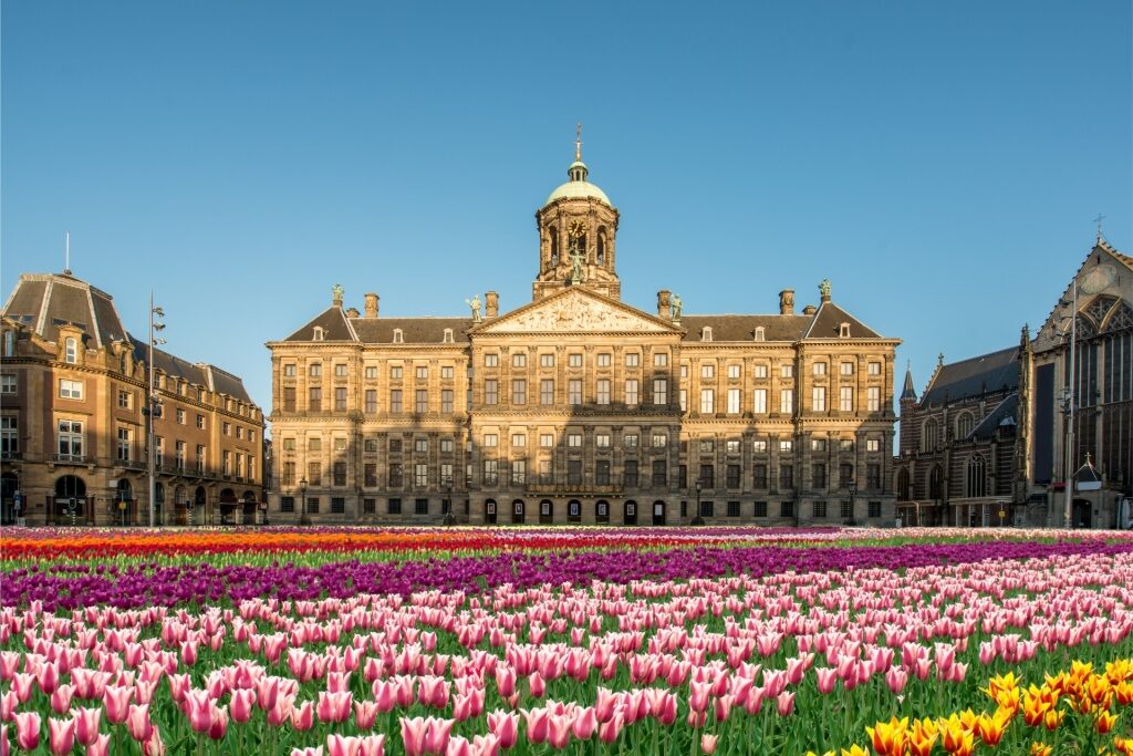 Colorful tulips displayed at Dam Square with Royal Palace in Amsterdam