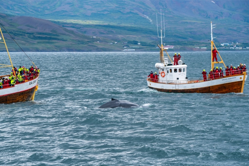 Humpback whale surfacing during whale watching tour in Iceland