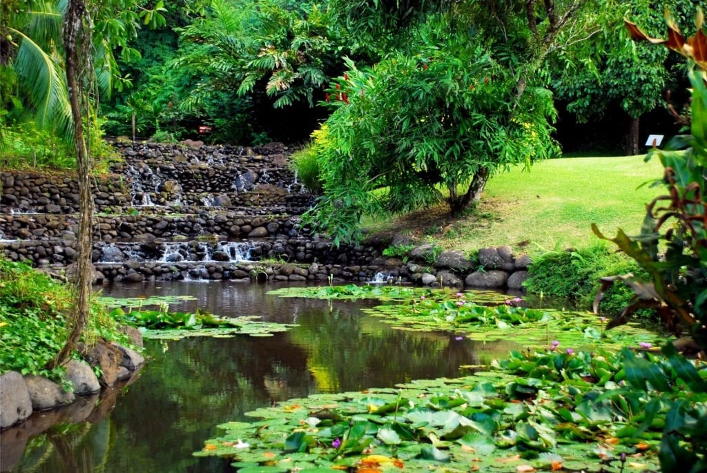 Water lily pond at Vaipahi Water Gardens, Tahiti