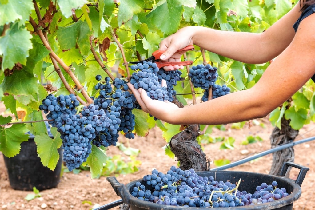 Person harvesting Cannonau grapes