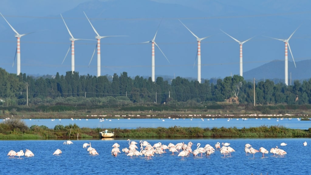 Flamingos spotted in Santa Gilla Lagoon