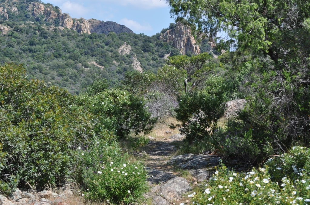 Lush landscape of Monte Arcosu