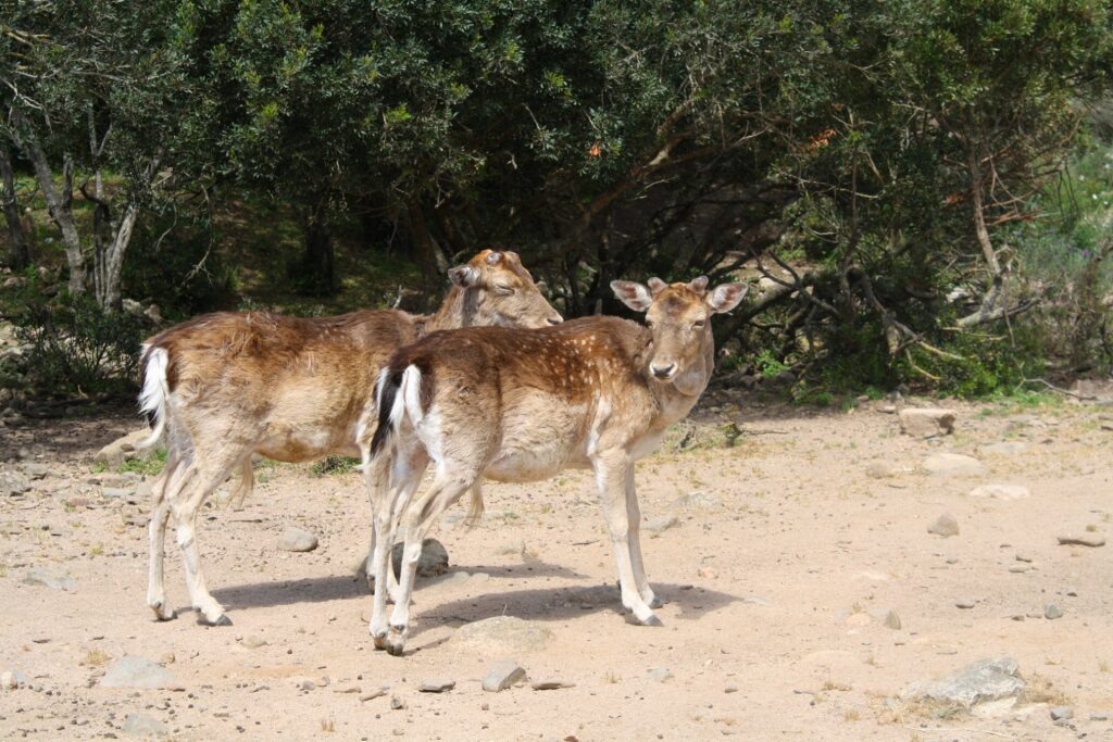 Sardinian deer spotted while hiking in Monte Arcosu 