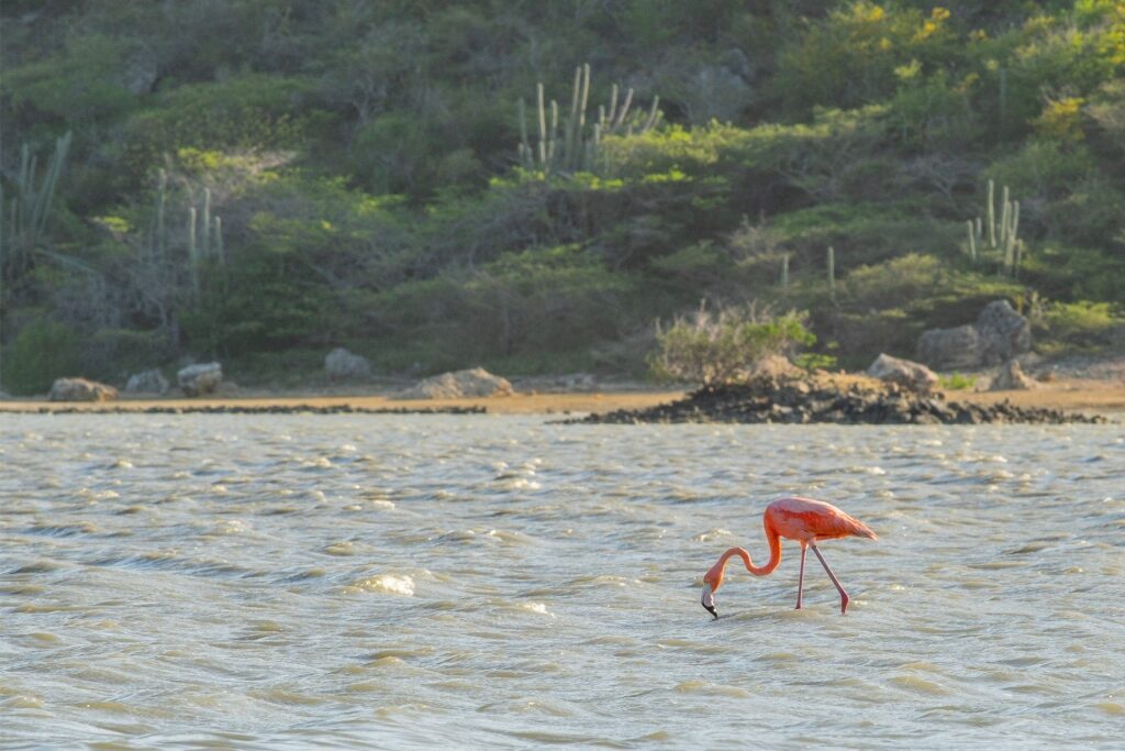 Flamingo spotted in Curacao's salt flats