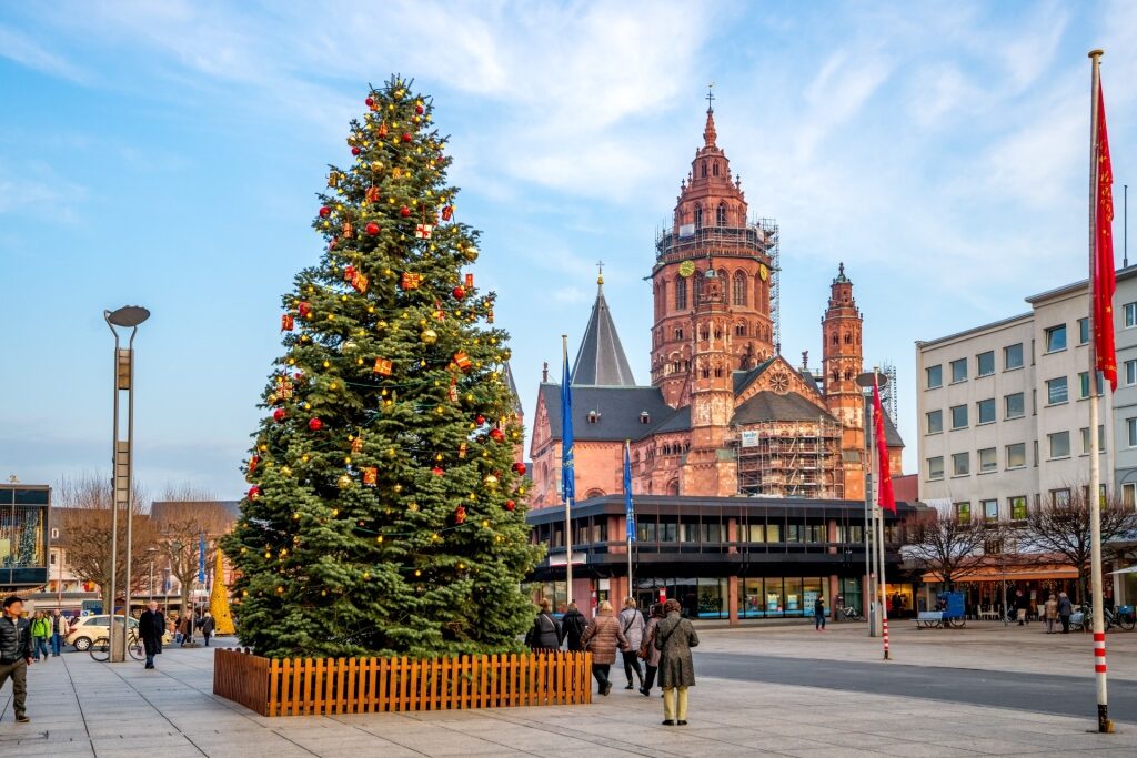 Big Christmas tree in Mainz during winter in Germany