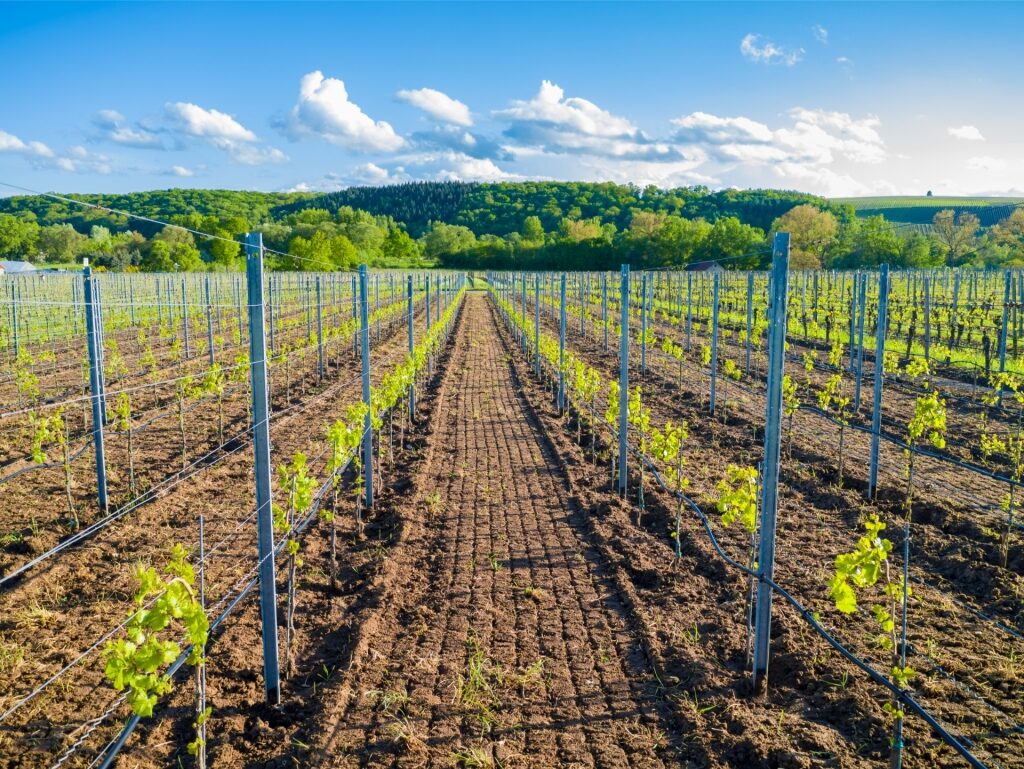 Scenic Franconian winery surrounded by vineyards near Würzburg