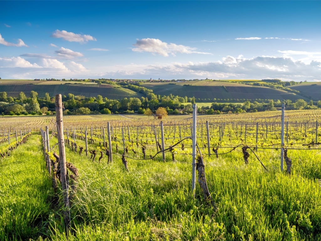 Franconian vineyards in the wine-growing region near Würzburg, Germany